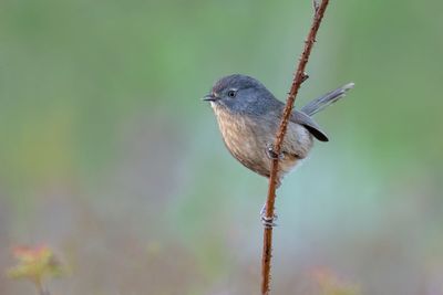 Wrentit