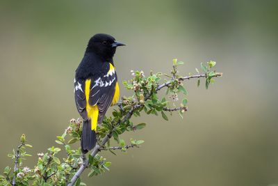 Scott's Oriole