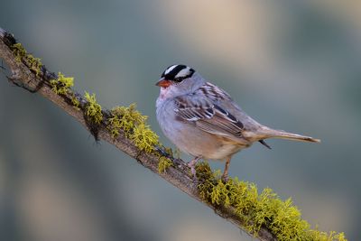 White-crowned Sparrow