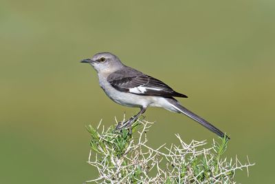 Northern Mockingbird