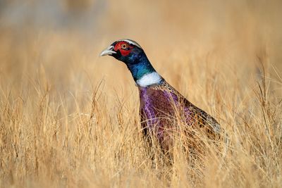 Ring-necked Pheasant