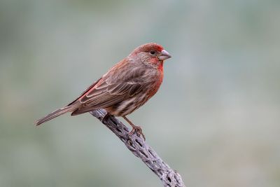 House Finch