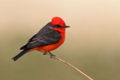 Vermilion Flycatcher