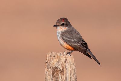 Vermilion Flycatcher
