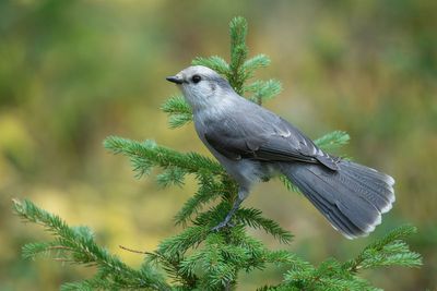 Canada Jay