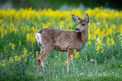 Mule Deer