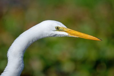 Great Egret