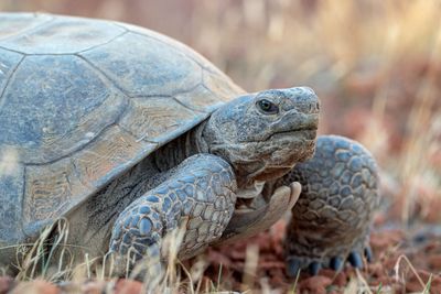 Desert Tortoise