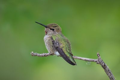 Anna's Hummingbird