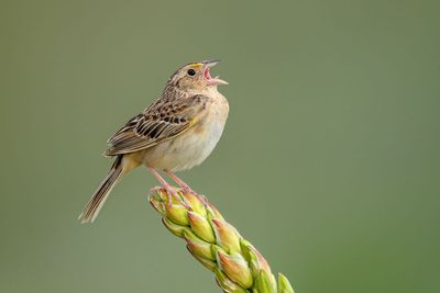 Grasshopper Sparrow