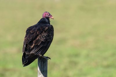 Turkey Vulture