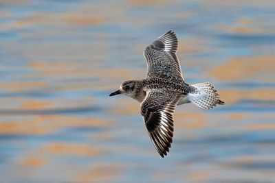 Black-bellied Plover