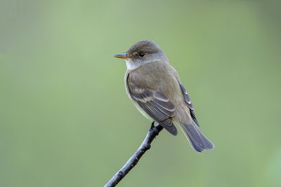 Willow Flycatcher