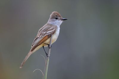 Ash-throated Flycatcher