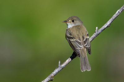 Southwestern Willow Flycatcher