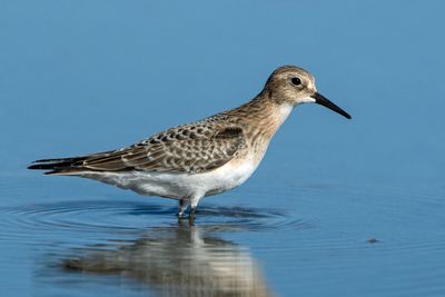 Baird's Sandpiper