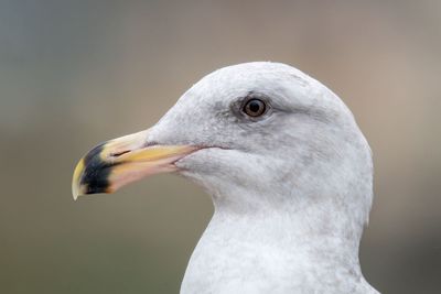 Western Gull