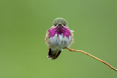 Calliope Hummingbird