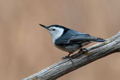 White-breasted Nuthatch 