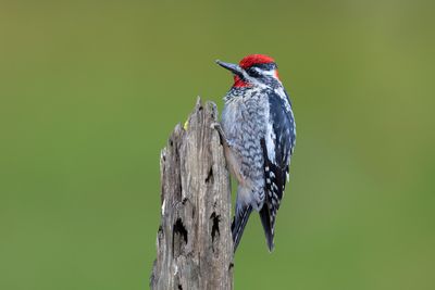 Red-naped Sapsucker