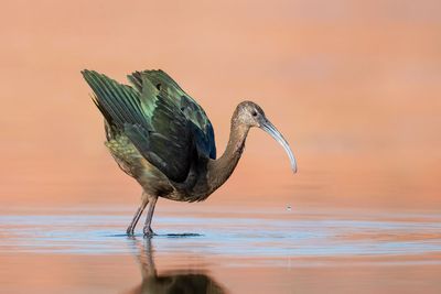 White-faced Ibis
