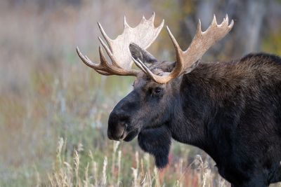 Shiras Moose