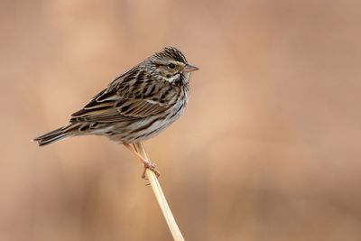 Savannah Sparrow