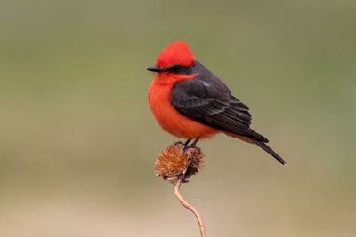 Vermilion Flycatcher