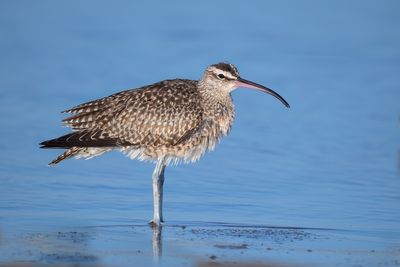Whimbrel