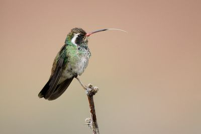 White-eared Hummingbird