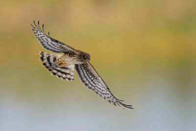 Rough-legged Hawk