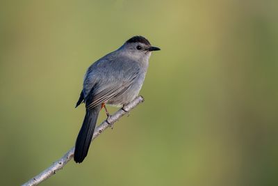 Gray Catbird