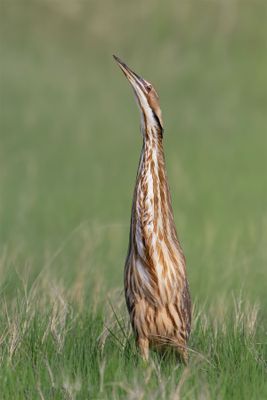 American Bittern