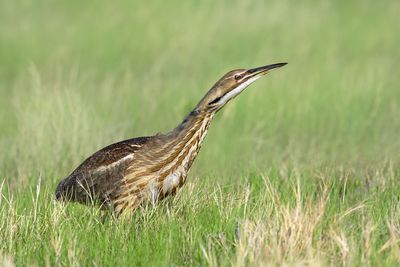 American Bittern