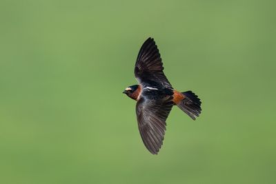 Cliff Swallow