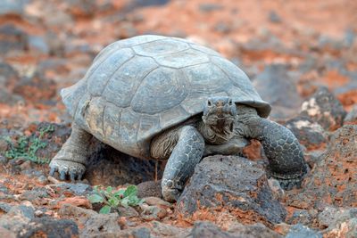 Desert Tortoise