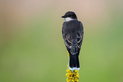 Eastern Kingbird