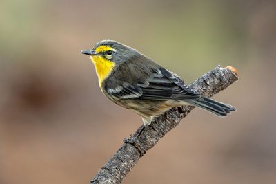 Grace's Warbler