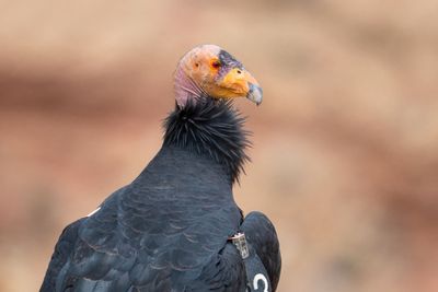 California Condor