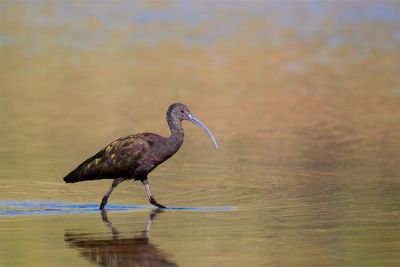 White-faced Ibis