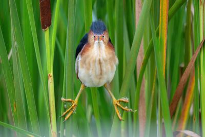 Least Bittern