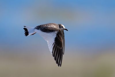 Sabine's Gull