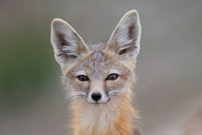 Kit Fox