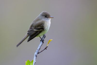 Willow Flycatcher