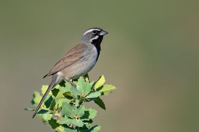 Black-throated Sparrow