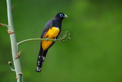 Black-headed Trogon