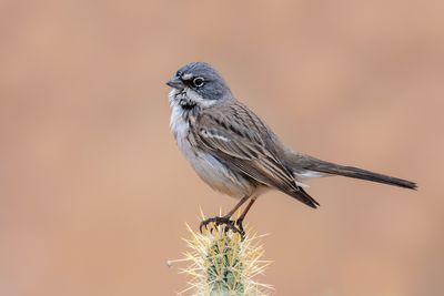 Sagebrush Sparrow
