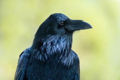 Common Raven