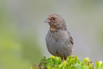 California Towhee