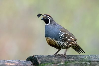 California Quail